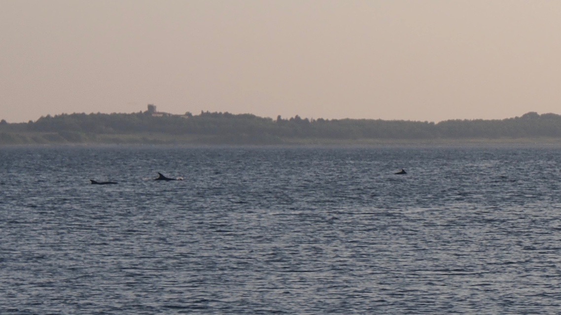 Die Delfin-Überraschung in Piran